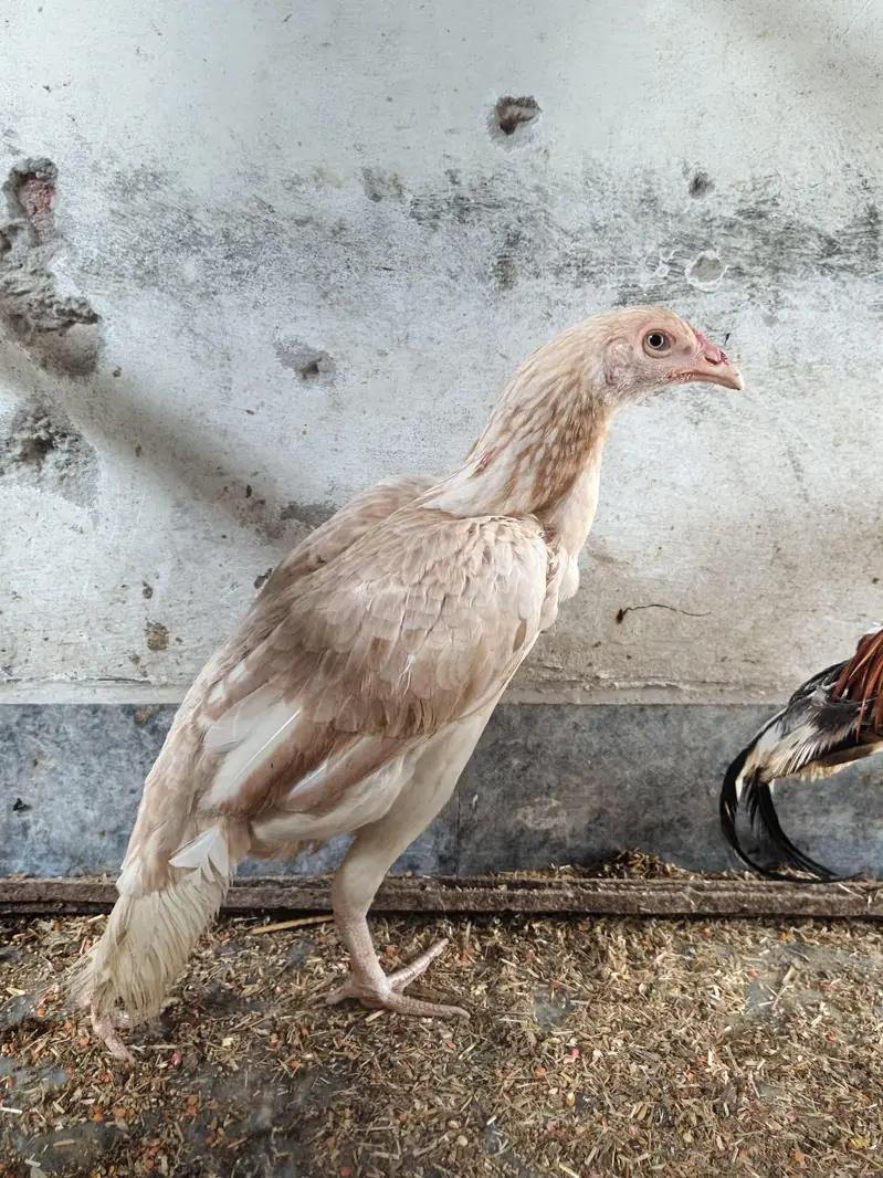 Healthy Aseel Family | 1 Murgha + 2 Murgiyan | Egg Laying — photo 3