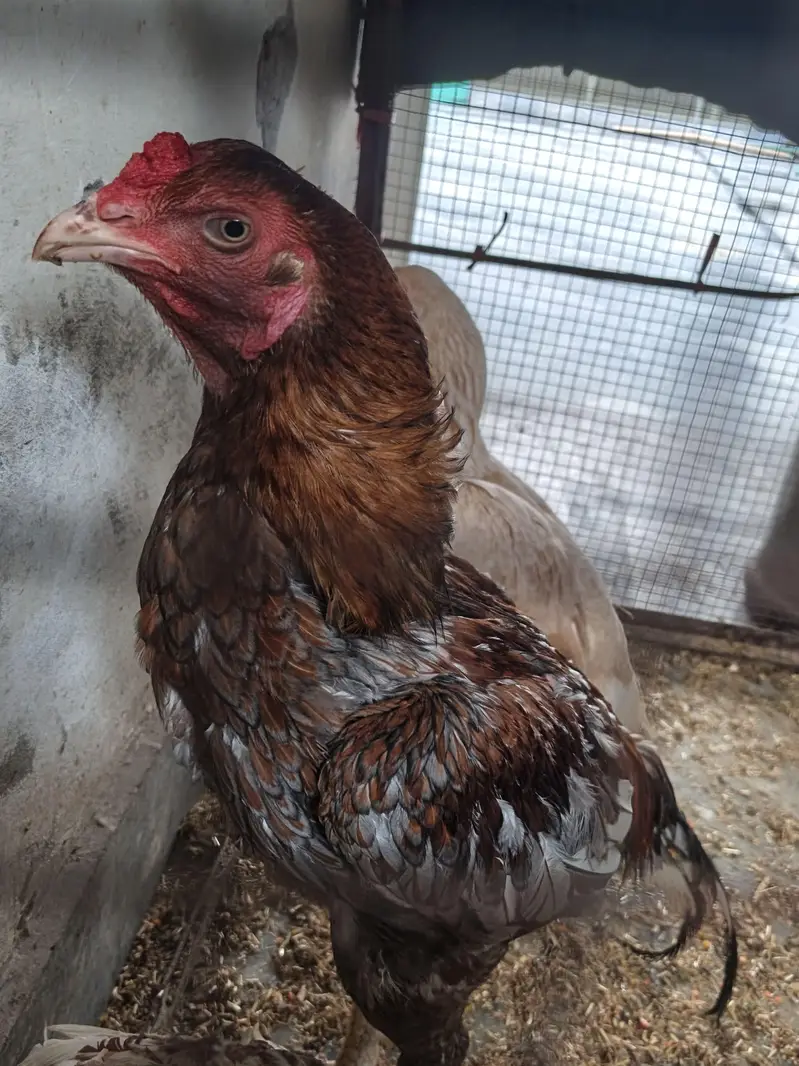 Healthy Aseel Family | 1 Murgha + 2 Murgiyan | Egg Laying — photo 4