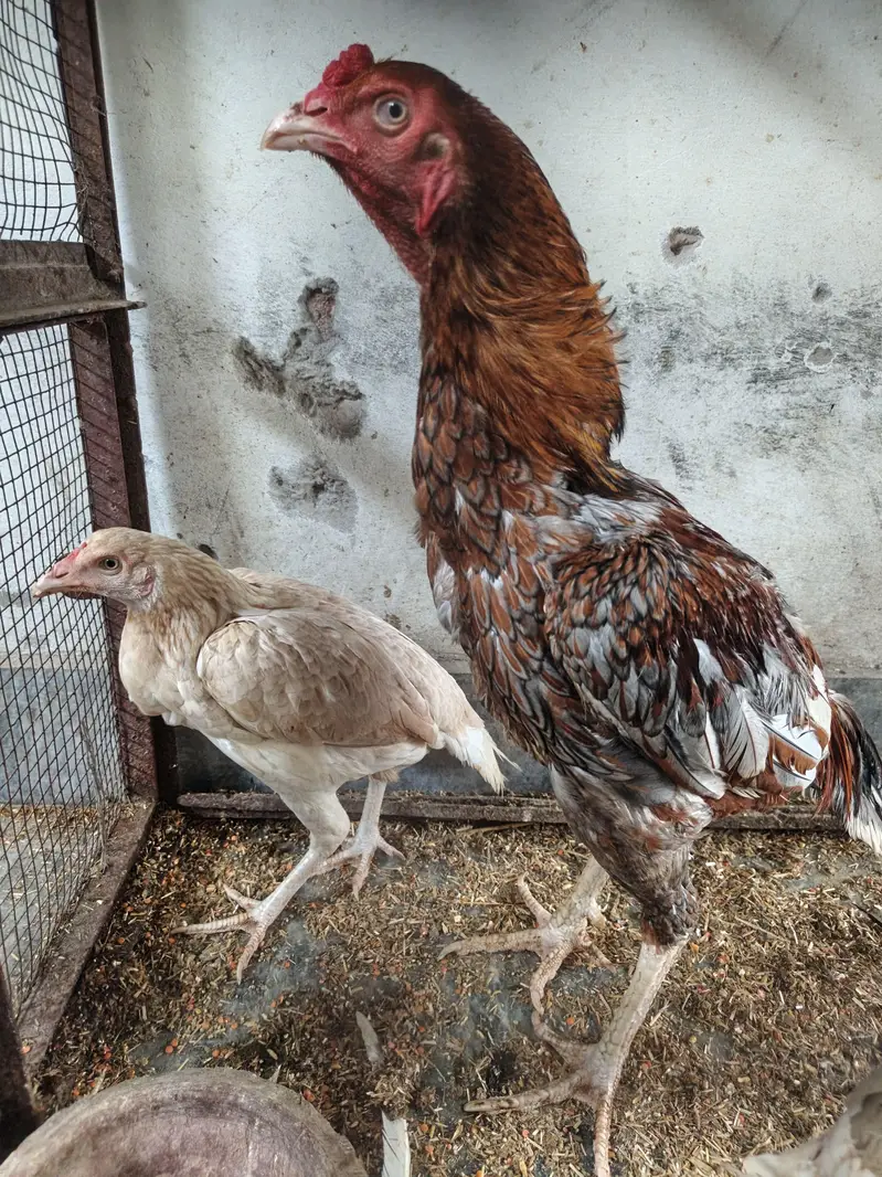 Healthy Aseel Family | 1 Murgha + 2 Murgiyan | Egg Laying — photo 5