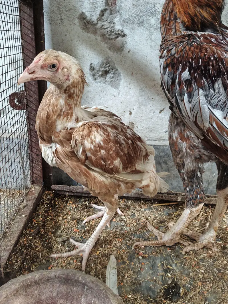 Healthy Aseel Family | 1 Murgha + 2 Murgiyan | Egg Laying — photo 6