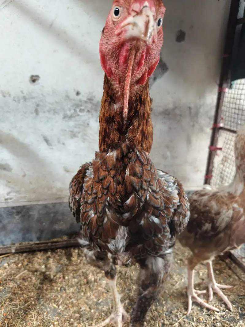 Healthy Aseel Family | 1 Murgha + 2 Murgiyan | Egg Laying — photo 7