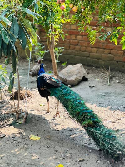 Peacock beautiful 