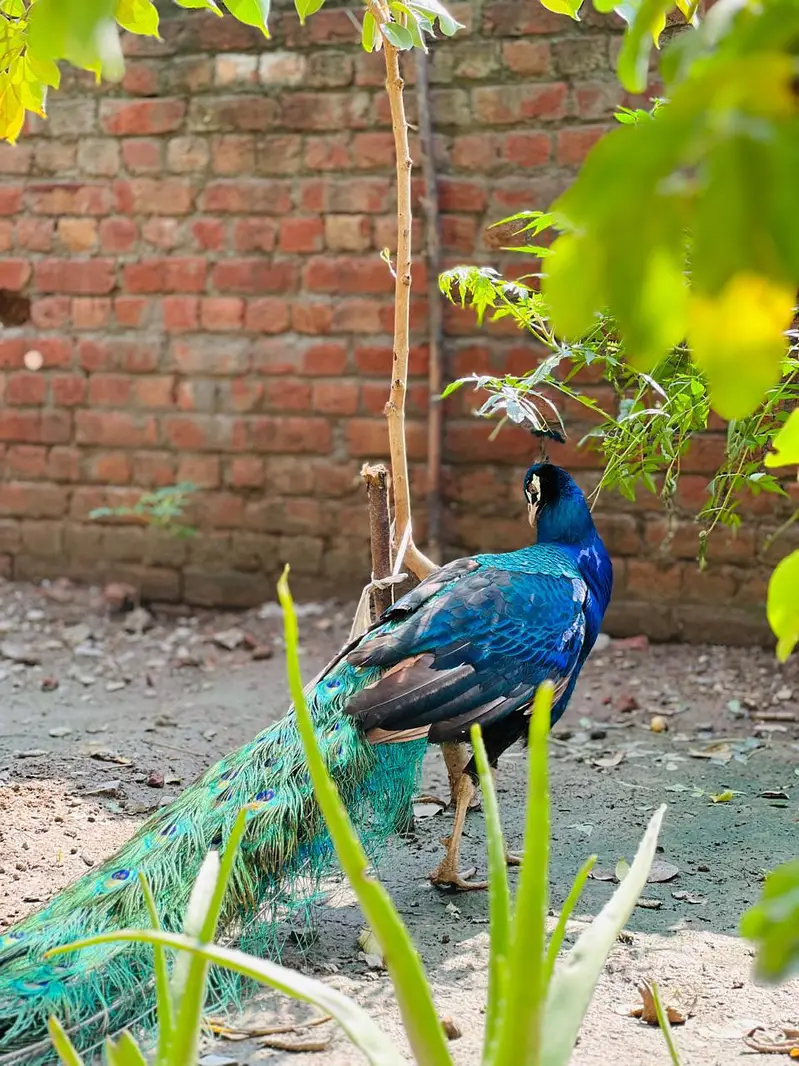 Peacock beautiful — photo 2