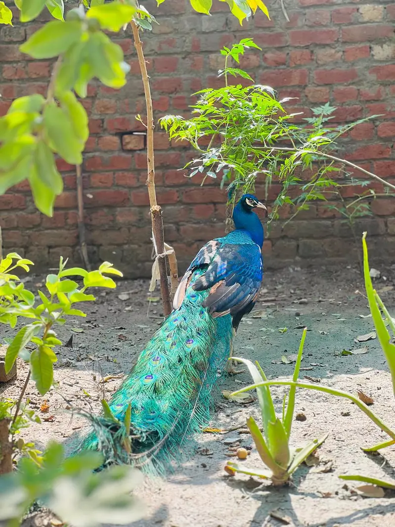 Peacock beautiful — photo 3