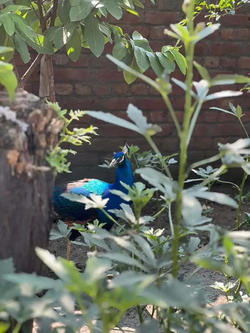 Peacock beautiful — photo 4