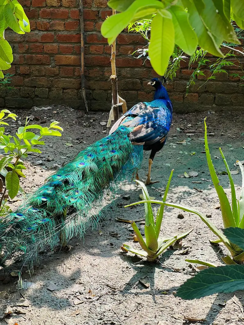 Peacock beautiful — photo 5