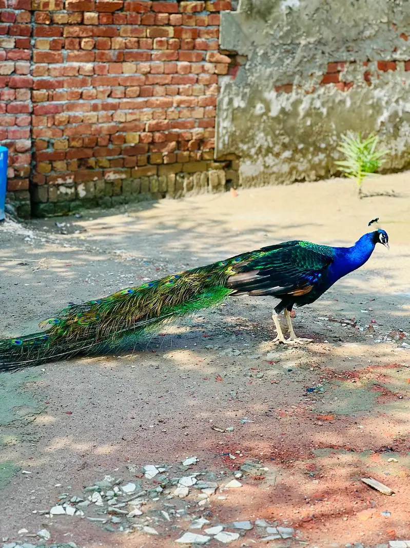 Peacock beautiful — photo 6