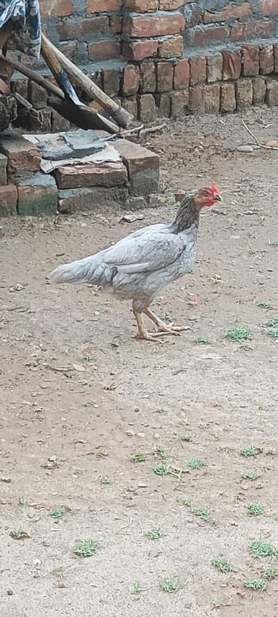 pure desi hens for sale