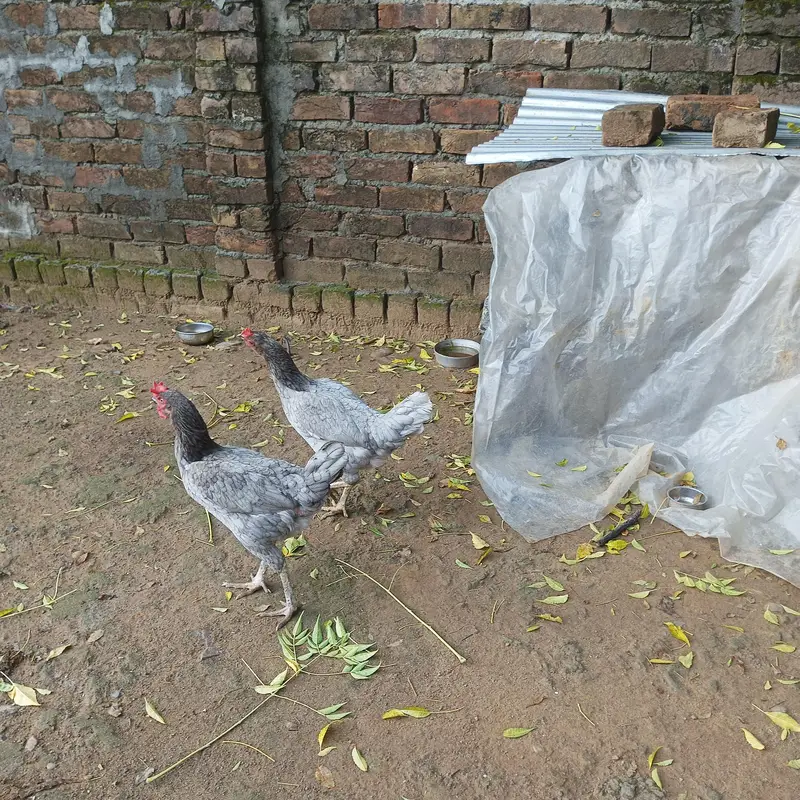 pure desi hens for sale — photo 2
