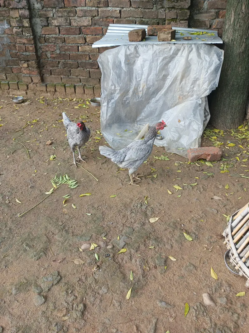 pure desi hens for sale — photo 3