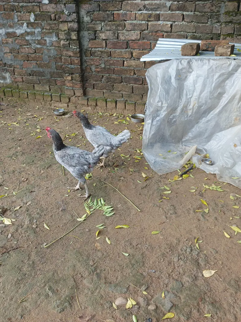 pure desi hens for sale — photo 4