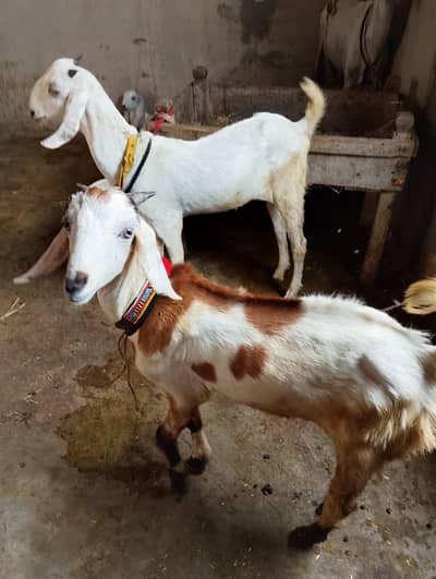 2 Bakry| urgent Sale