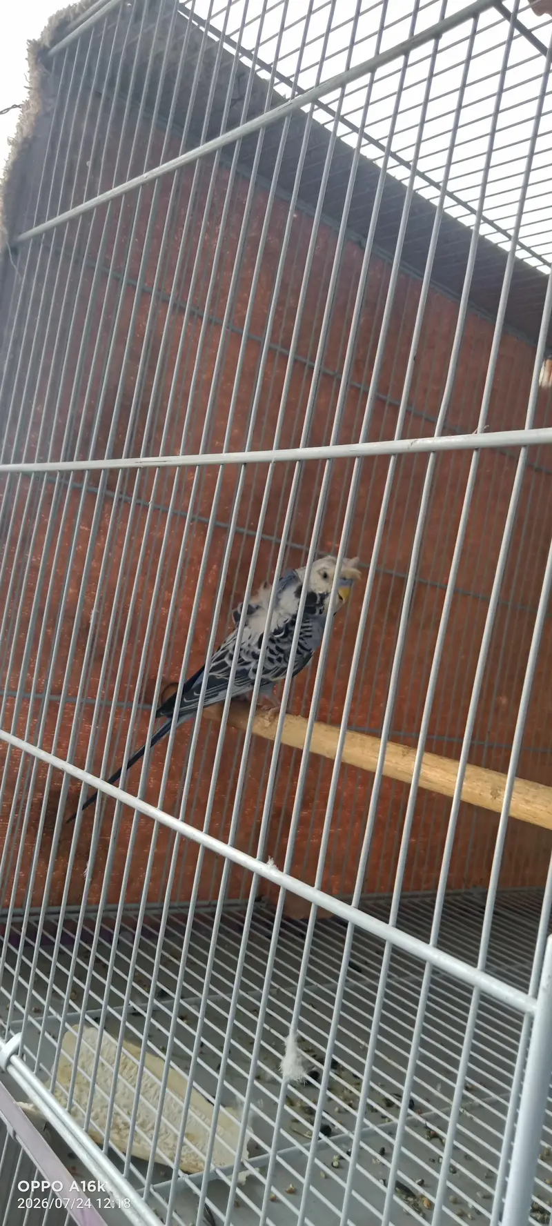 hogoromo or cage — photo 2