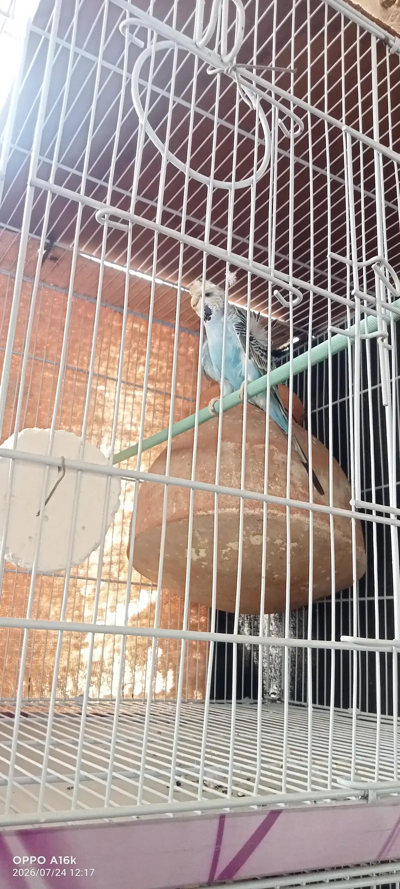 hogoromo or cage — photo 3