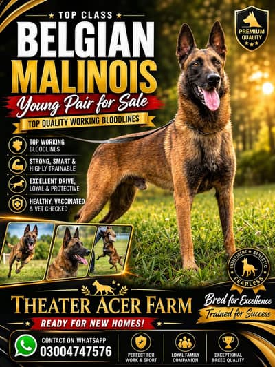 Belgium malinois young breeder pair available for sale
