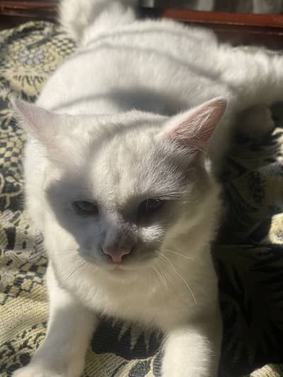 Persian cat double eye colour Female