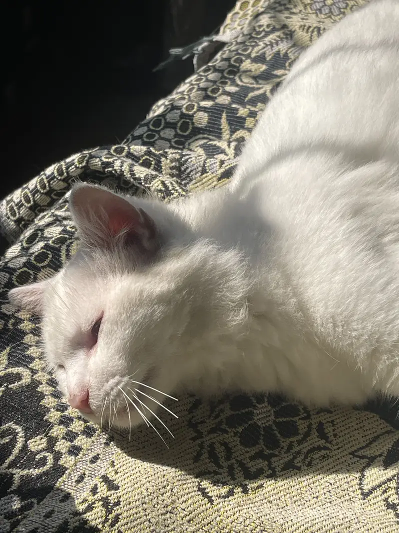 Persian cat double eye colour Female — photo 2