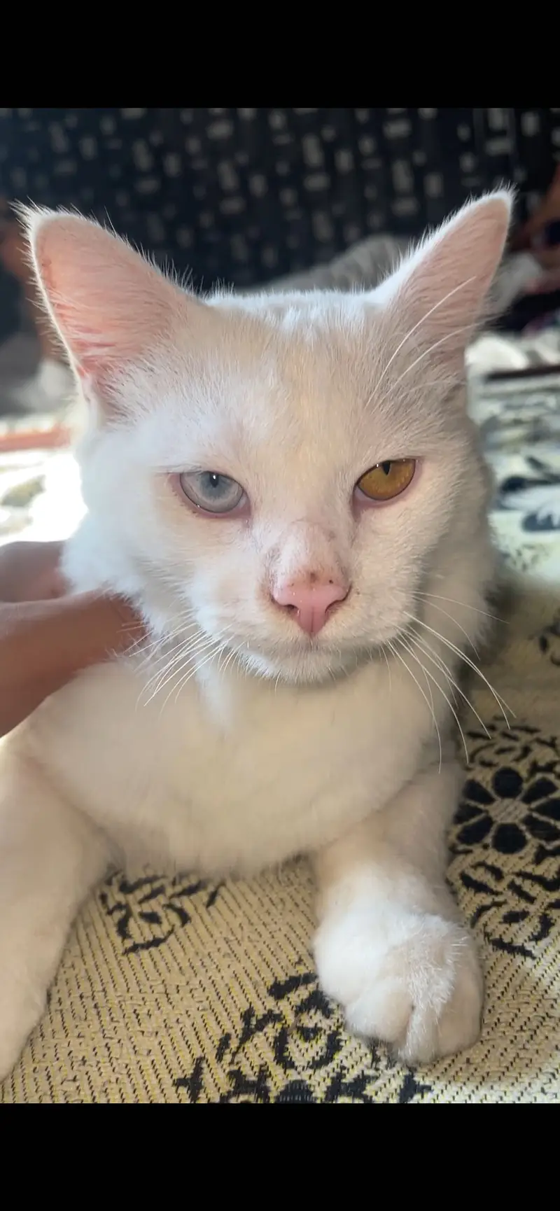 Persian cat double eye colour Female — photo 3