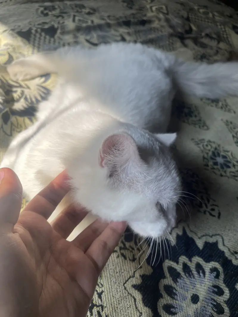 Persian cat double eye colour Female — photo 4