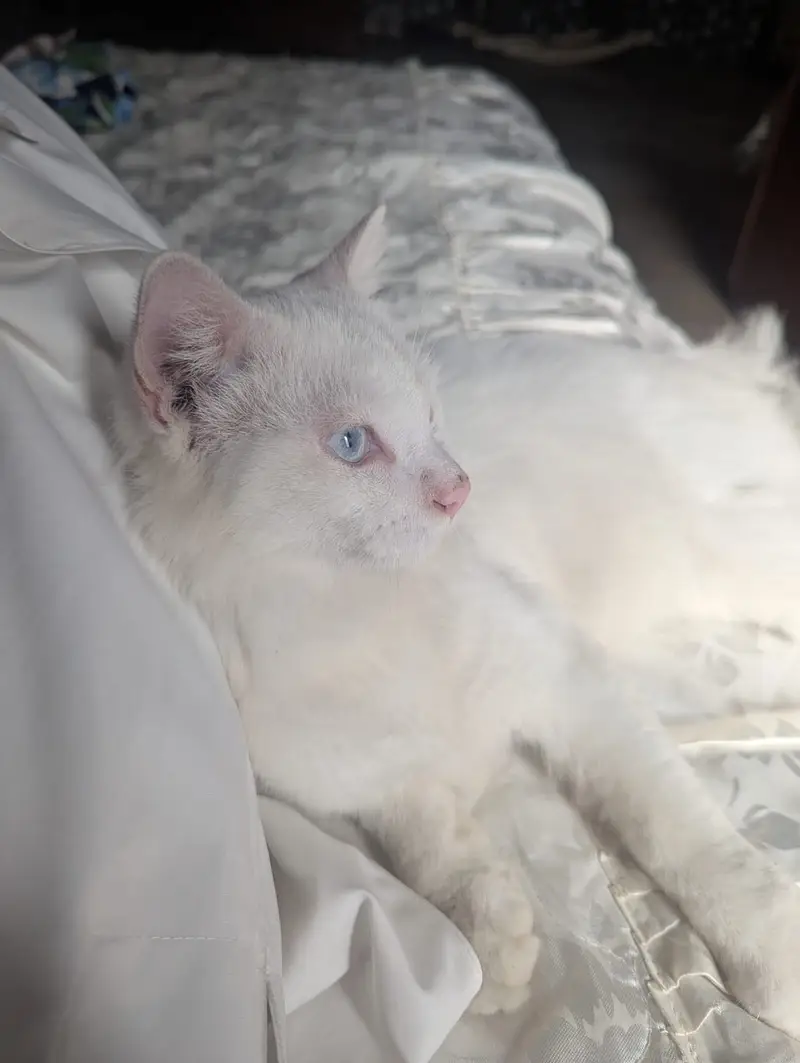 Persian cat double eye colour Female — photo 5