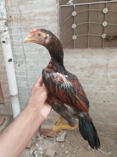 Healthy Aseel Hens – Best Quality