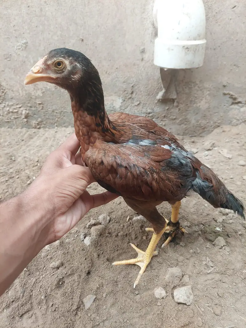 Healthy Aseel Hens – Best Quality — photo 2