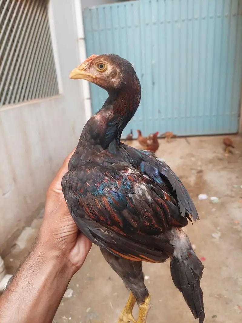 Healthy Aseel Hens – Best Quality — photo 3