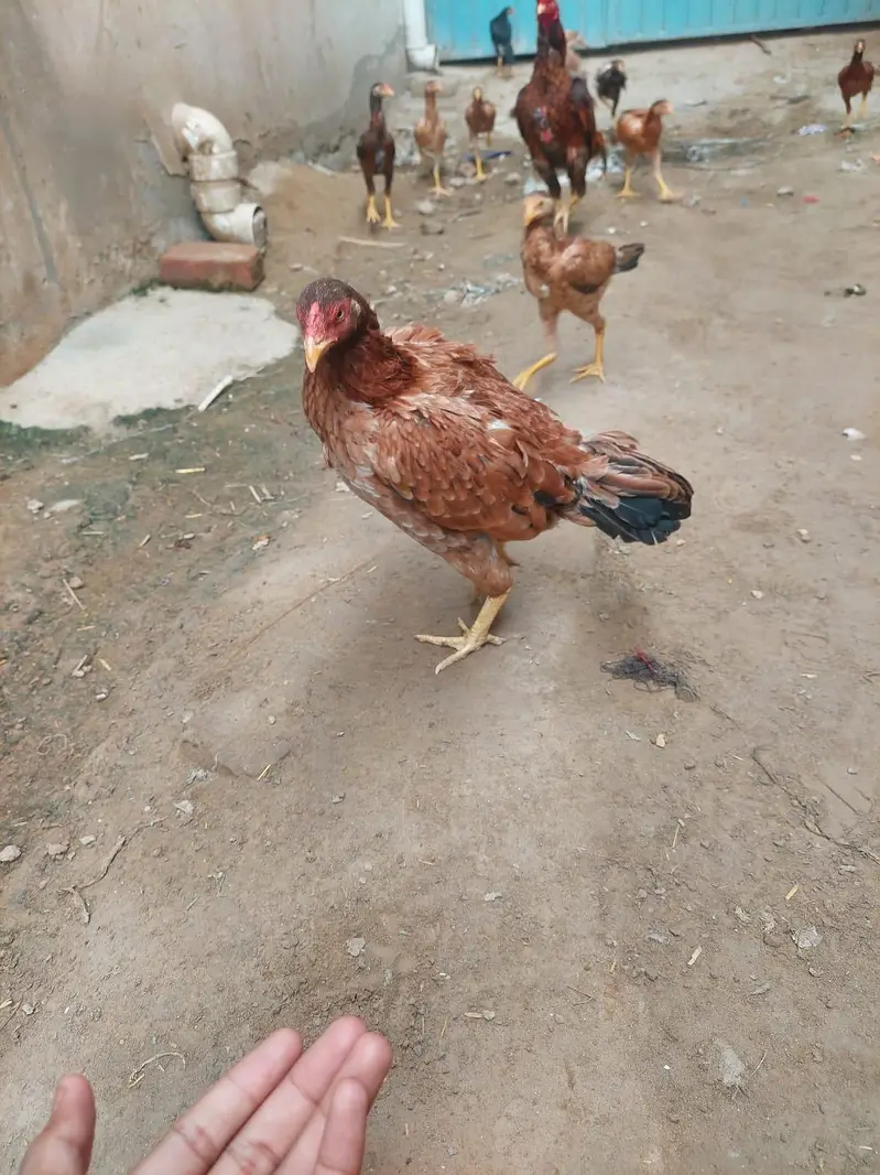 Healthy Aseel Hens – Best Quality — photo 4