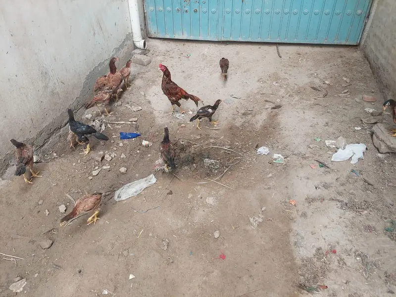 Healthy Aseel Hens – Best Quality — photo 5
