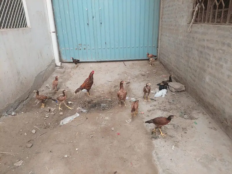 Healthy Aseel Hens – Best Quality — photo 6