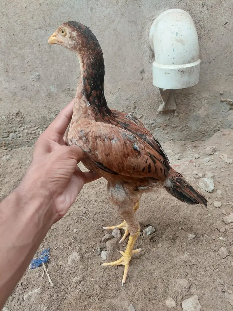 Healthy Aseel Hens – Best Quality — photo 7