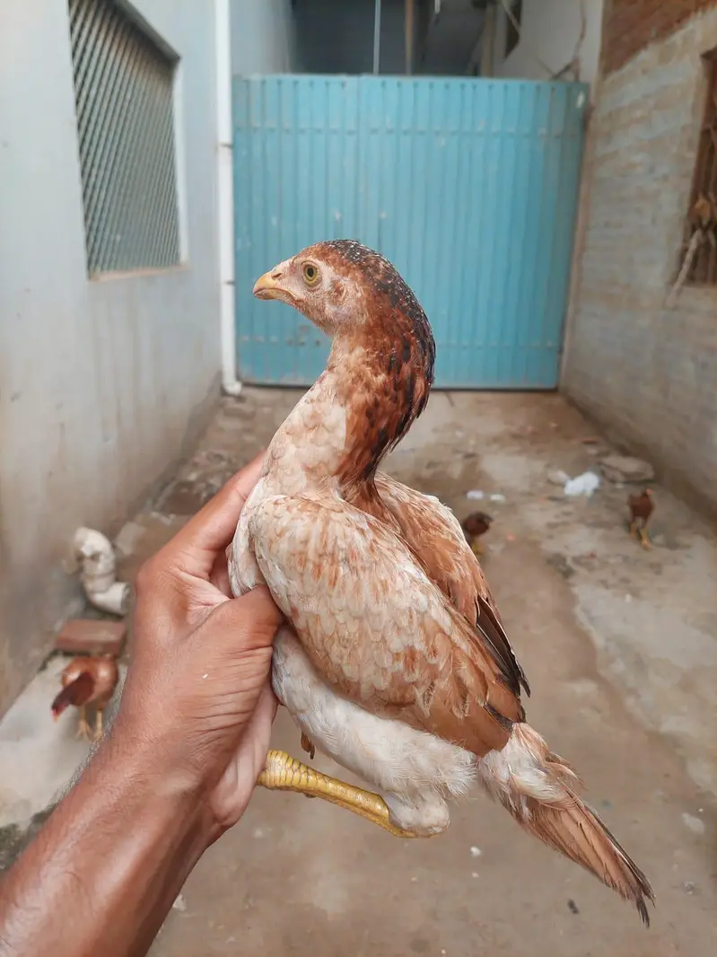 Healthy Aseel Hens – Best Quality — photo 8