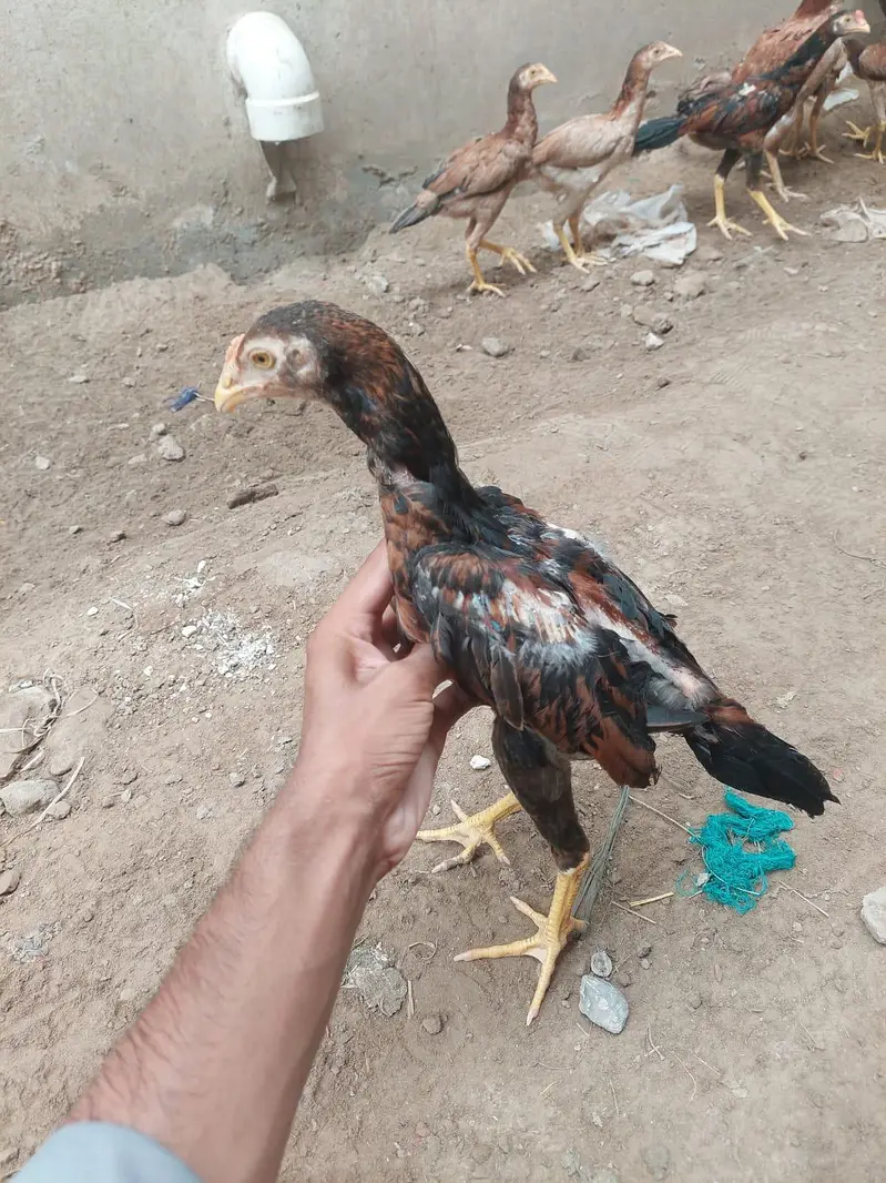 Healthy Aseel Hens – Best Quality — photo 9