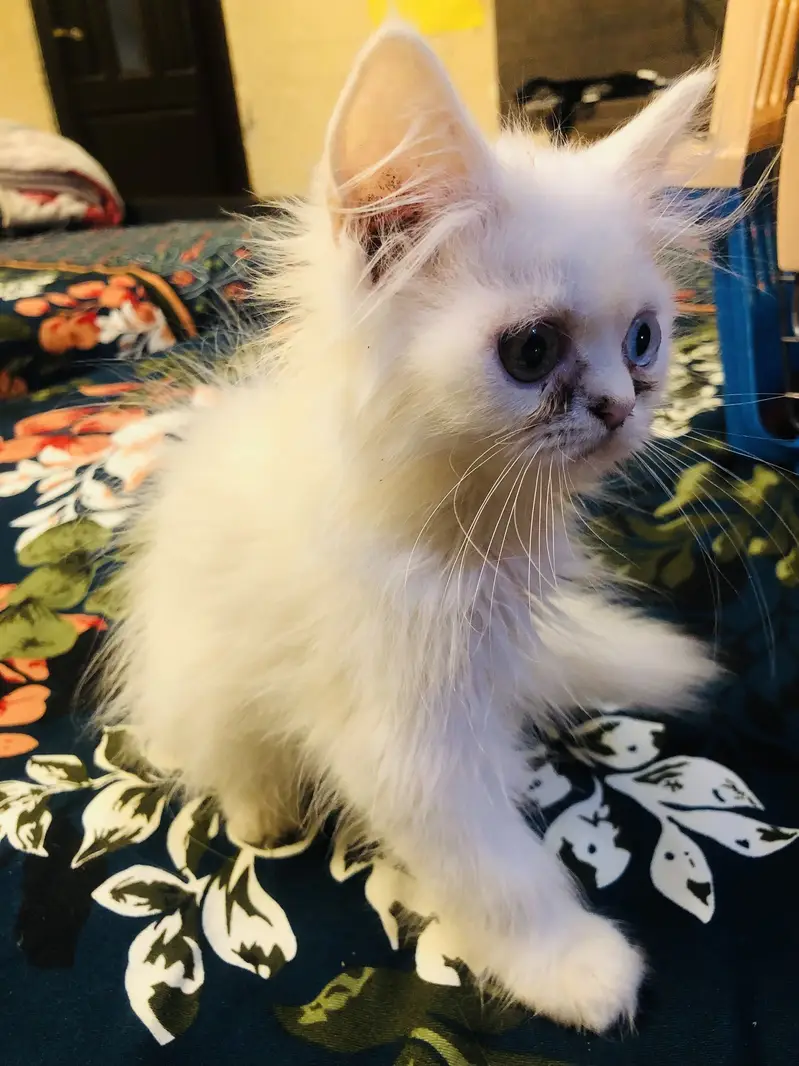 Persian kittens — photo 8