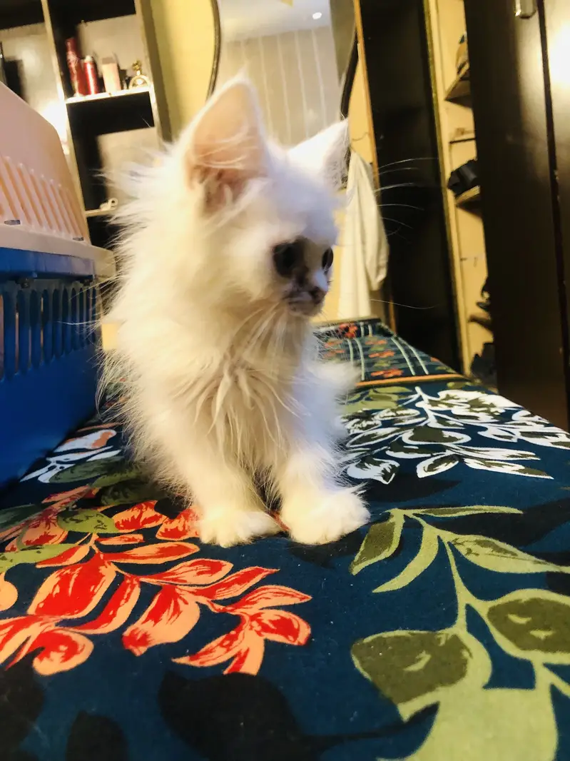 Persian kittens — photo 10