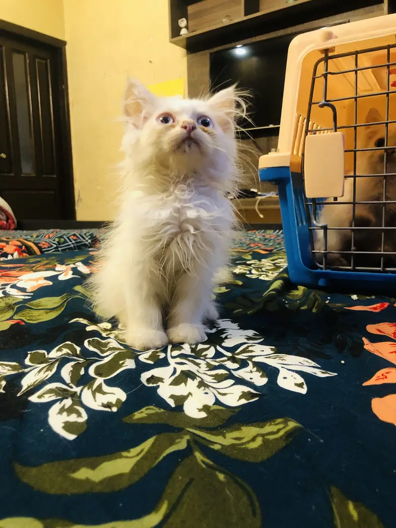 Persian kittens — photo 12