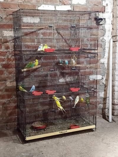 Australian Budgies for Sale with 3 Cages – Healthy Birds