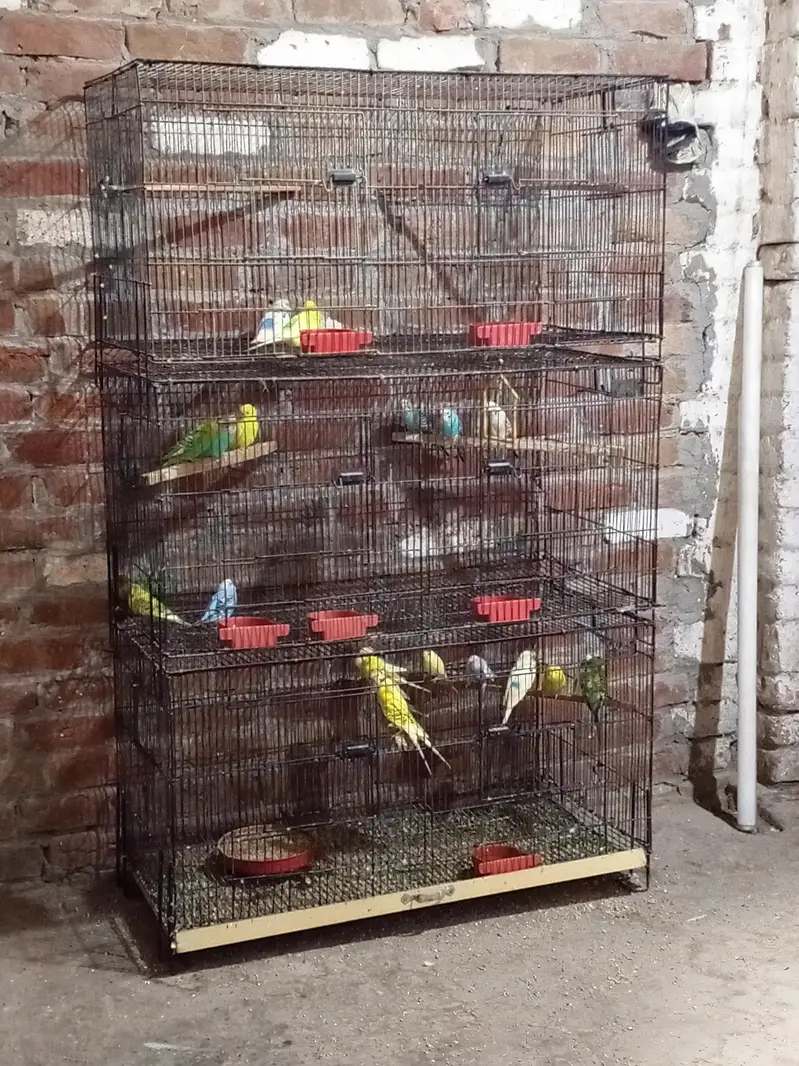 Australian Budgies for Sale with 3 Cages – Healthy Birds