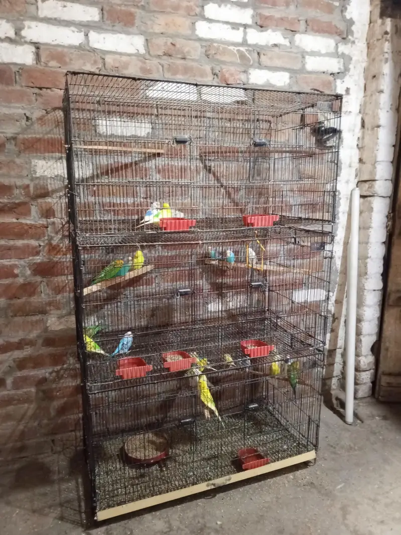 Australian Budgies for Sale with 3 Cages – Healthy Birds — photo 2