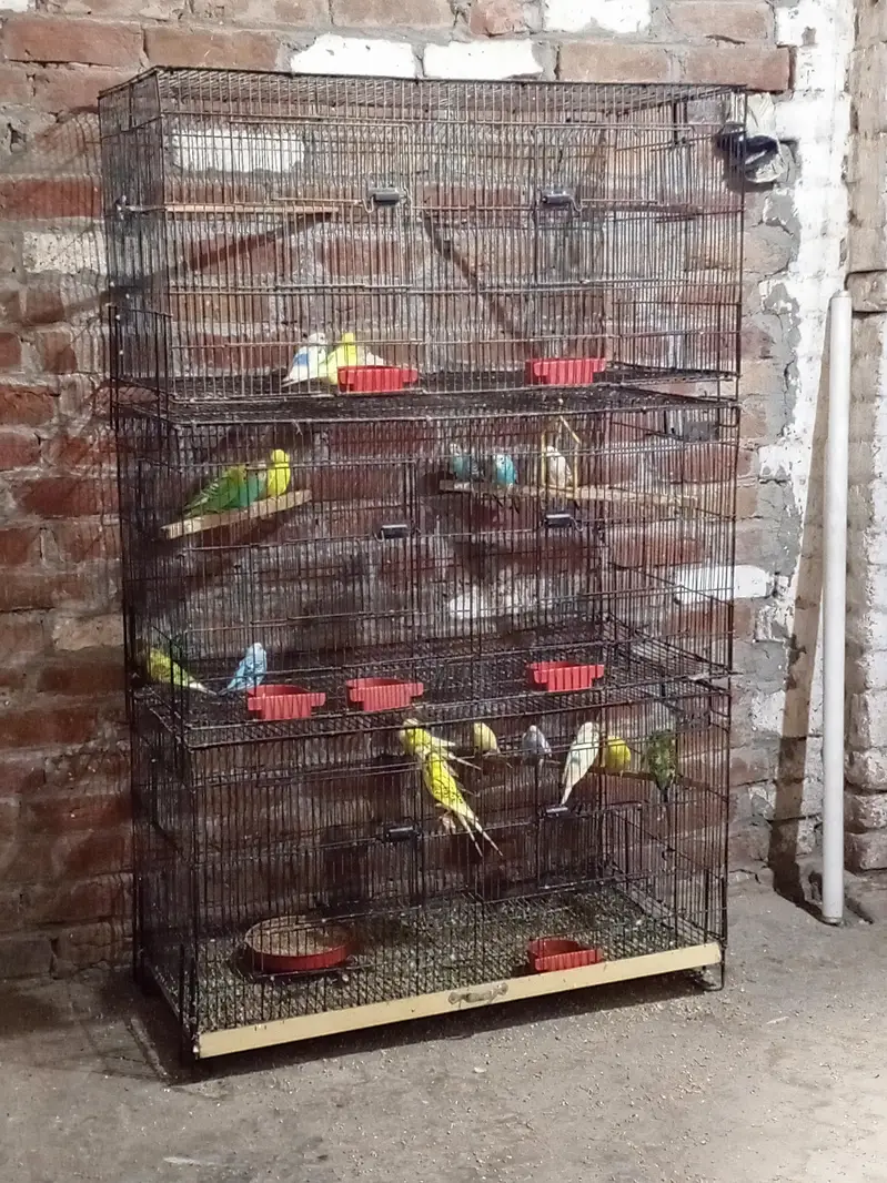 Australian Budgies for Sale with 3 Cages – Healthy Birds — photo 3