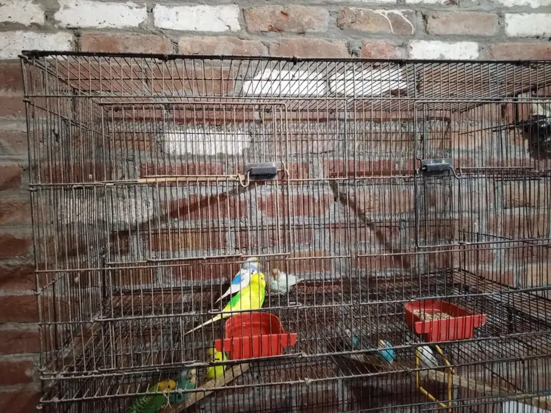 Australian Budgies for Sale with 3 Cages – Healthy Birds — photo 4