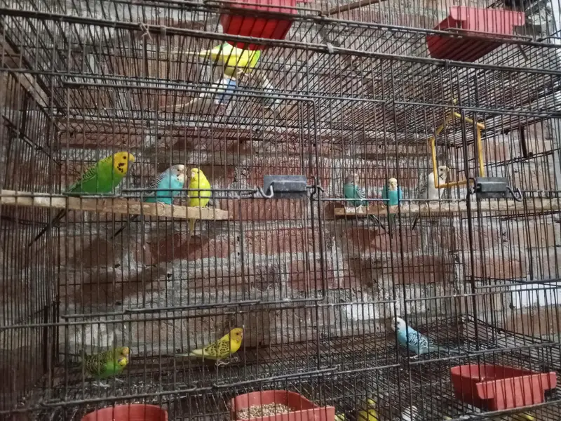 Australian Budgies for Sale with 3 Cages – Healthy Birds — photo 5