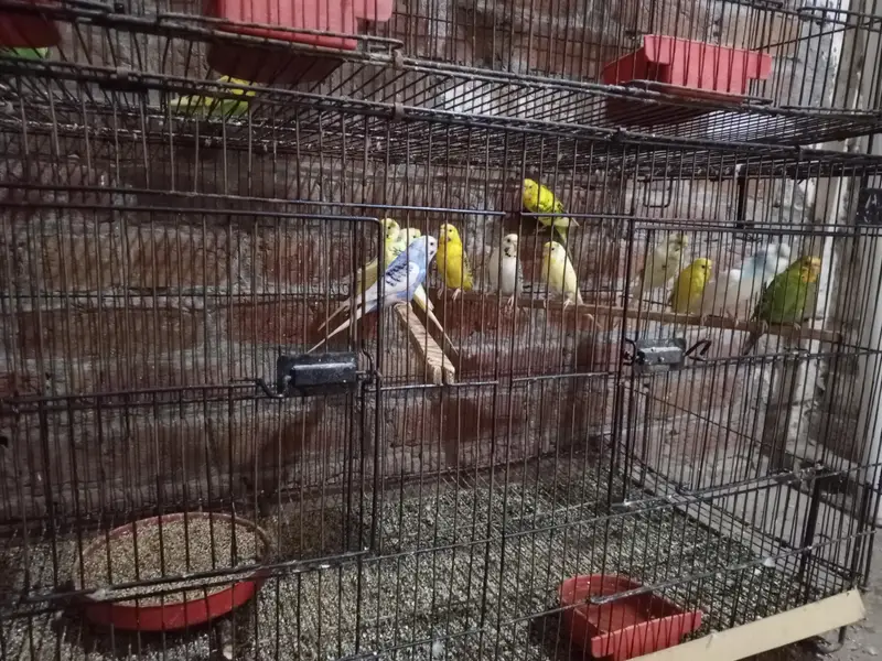 Australian Budgies for Sale with 3 Cages – Healthy Birds — photo 6