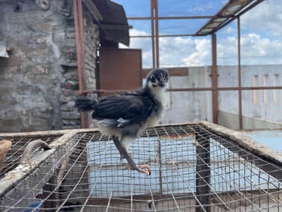 astralop chicks for sale