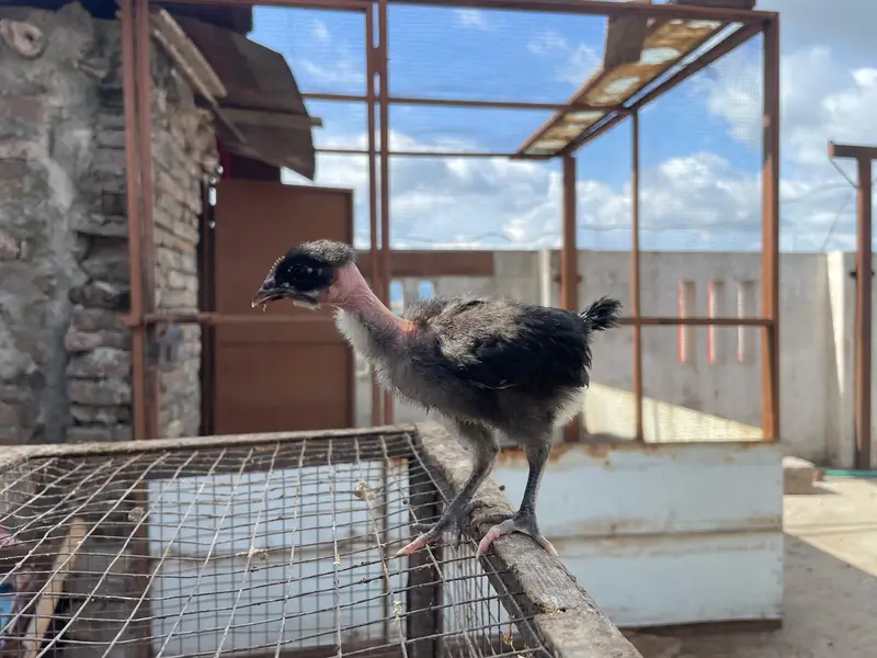 astralop chicks for sale — photo 2