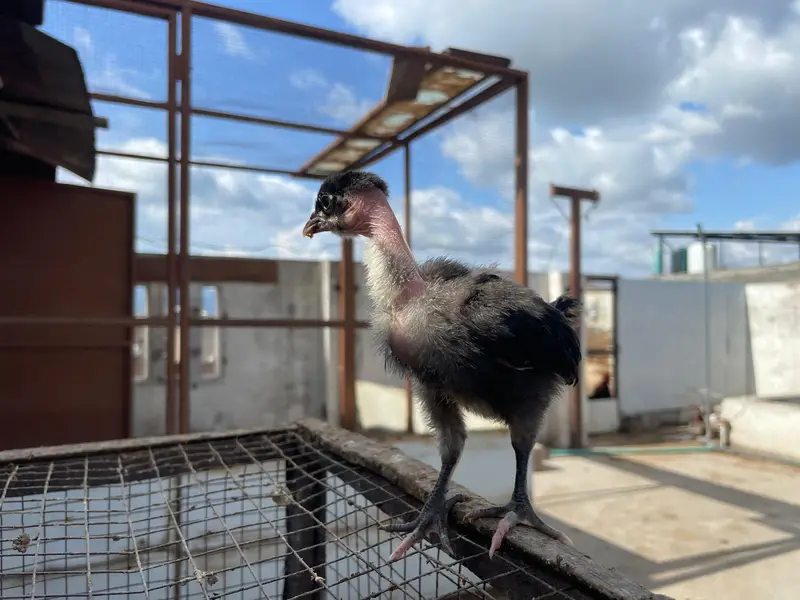 astralop chicks for sale — photo 3