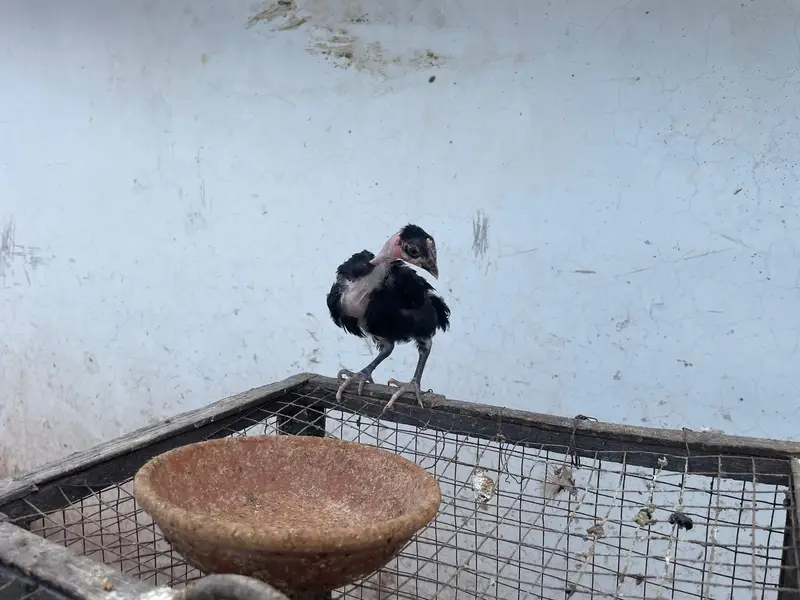 astralop chicks for sale — photo 4