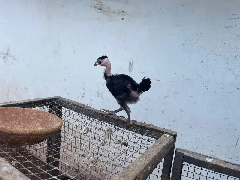 astralop chicks for sale — photo 5