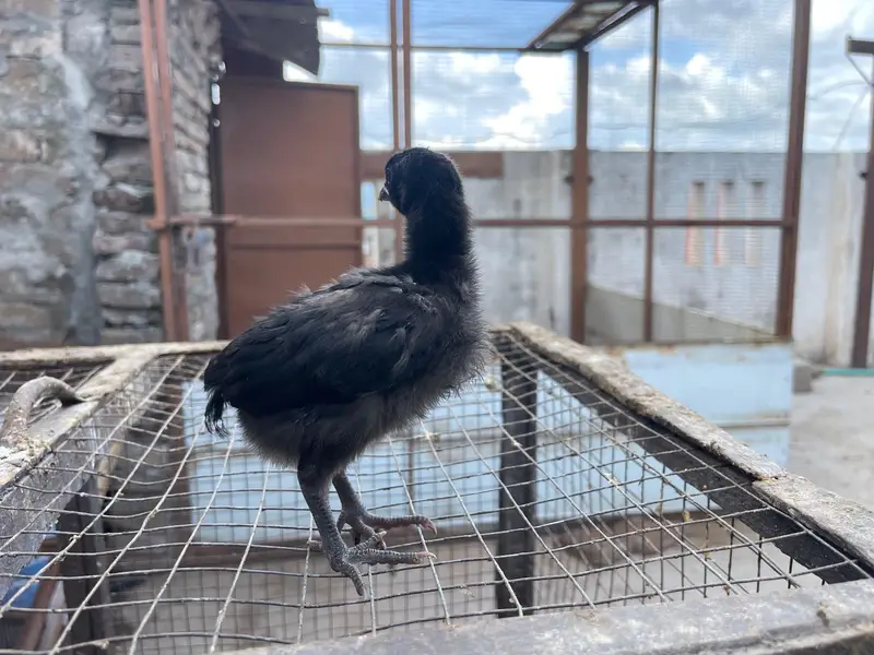 astralop chicks for sale — photo 6