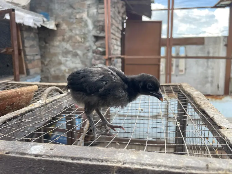 astralop chicks for sale — photo 7